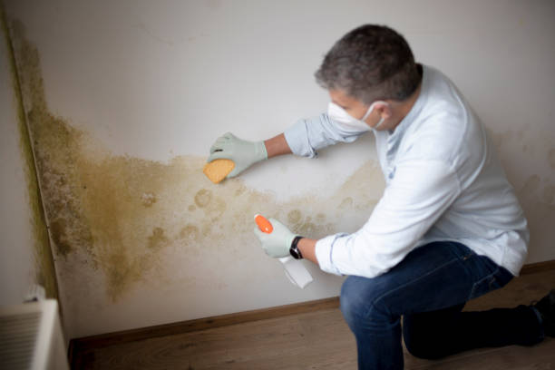 Best Comprehensive Air Testing for Mold Contaminants  in Dillon, MT
